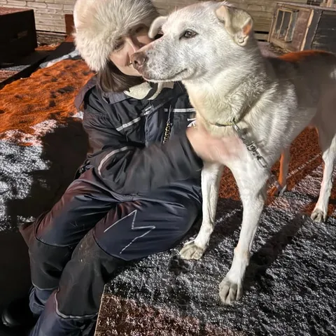 A visitor greeting a husky at the camp