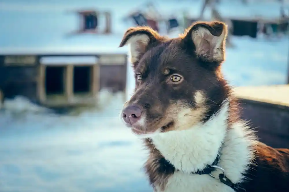 A close portrait of a brown and white sled dog in a fleece collar