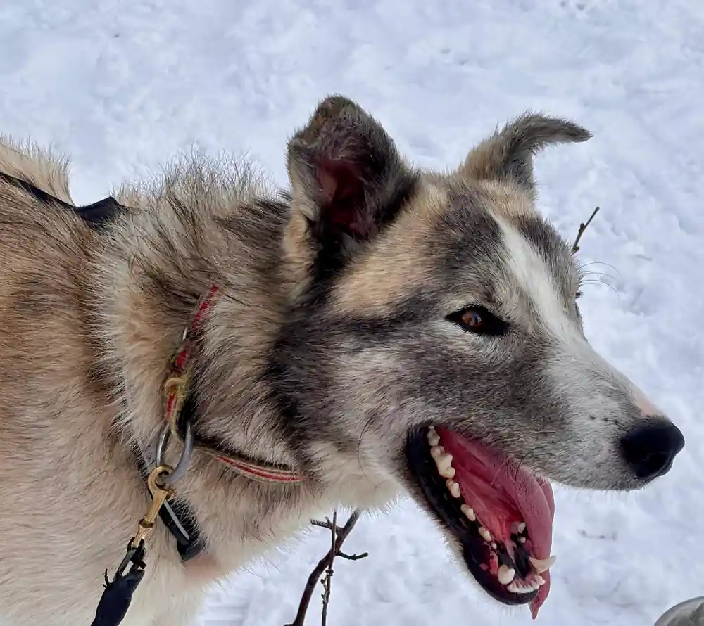 A close portrait of a grey and white sled dog, mouth open