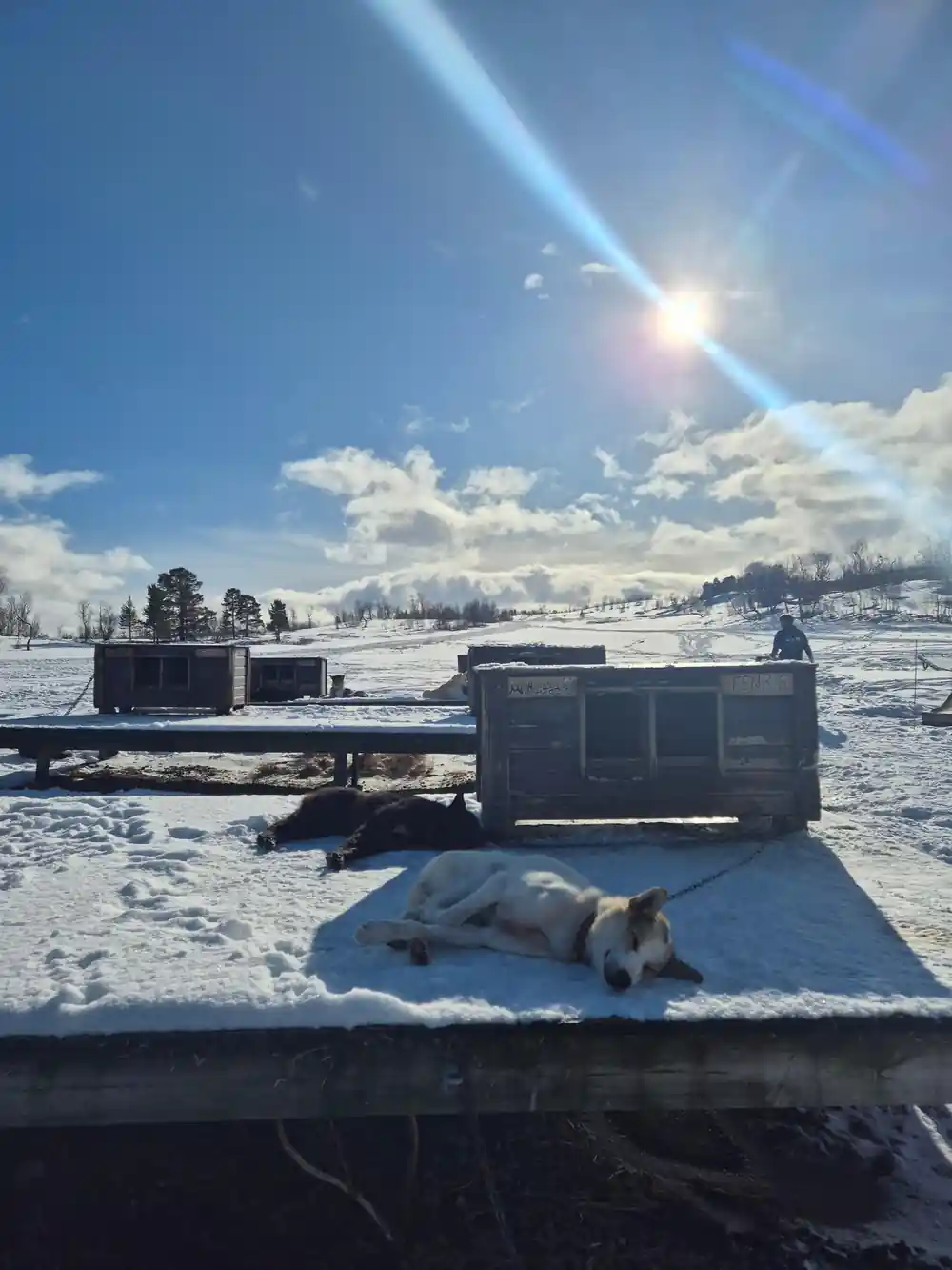 A dog lying on its kennel box with the sun flaring above