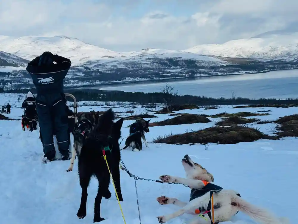 A dog rolling on its back in the snow beside the team