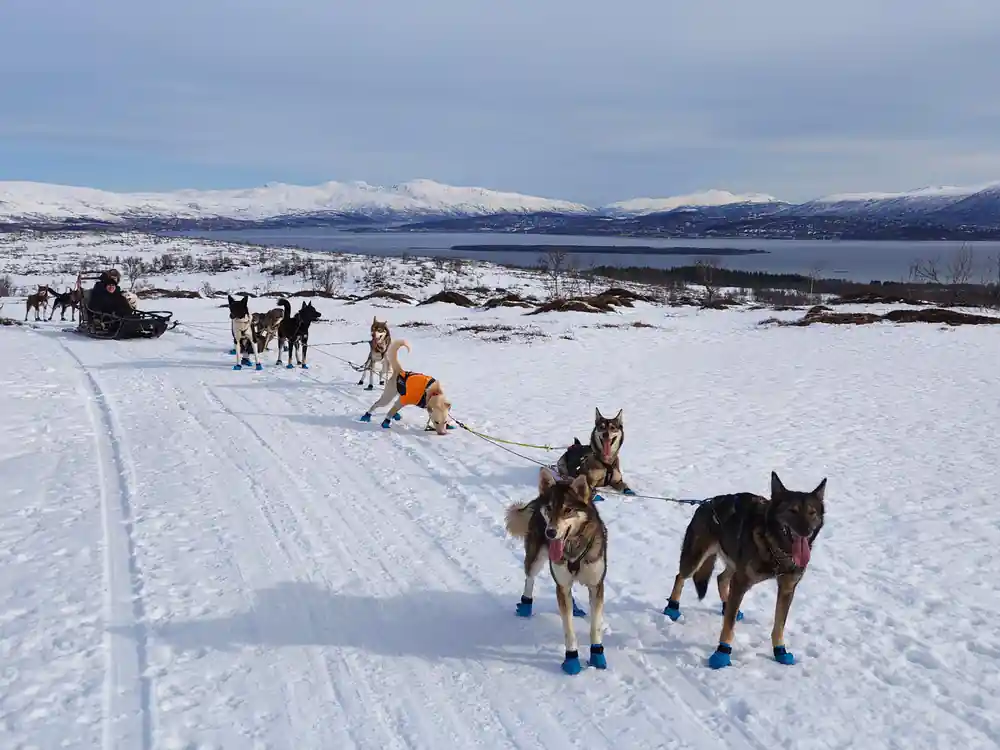 Dogs in blue bootees pulling along a packed trail