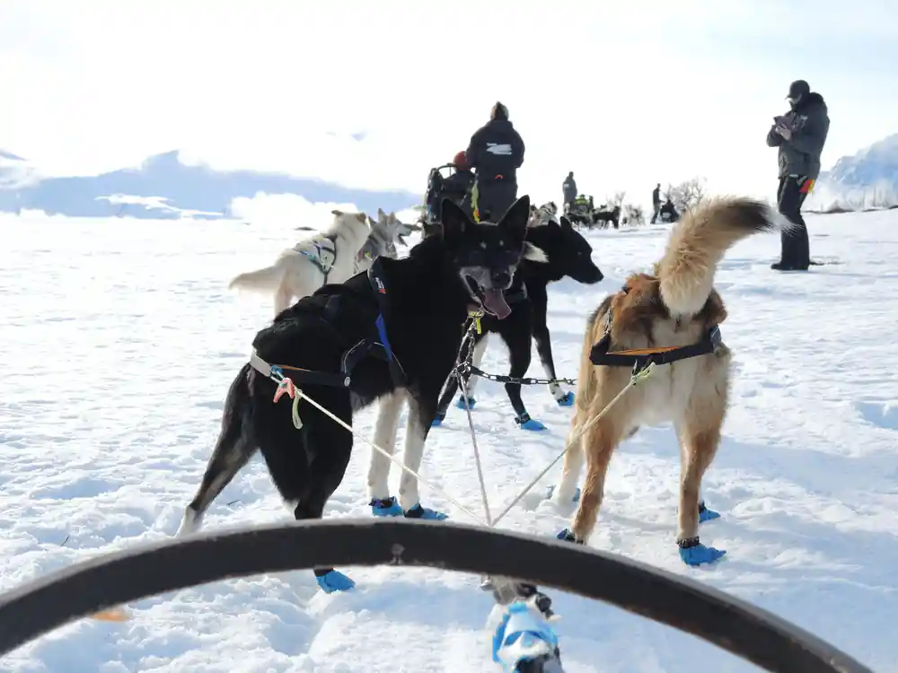 Dogs in coloured bootees seen over the curve of the sled handlebar