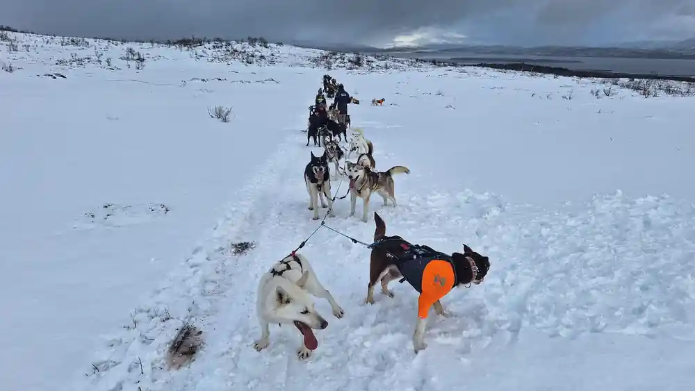 Dogs rolling and playing in the snow between runs