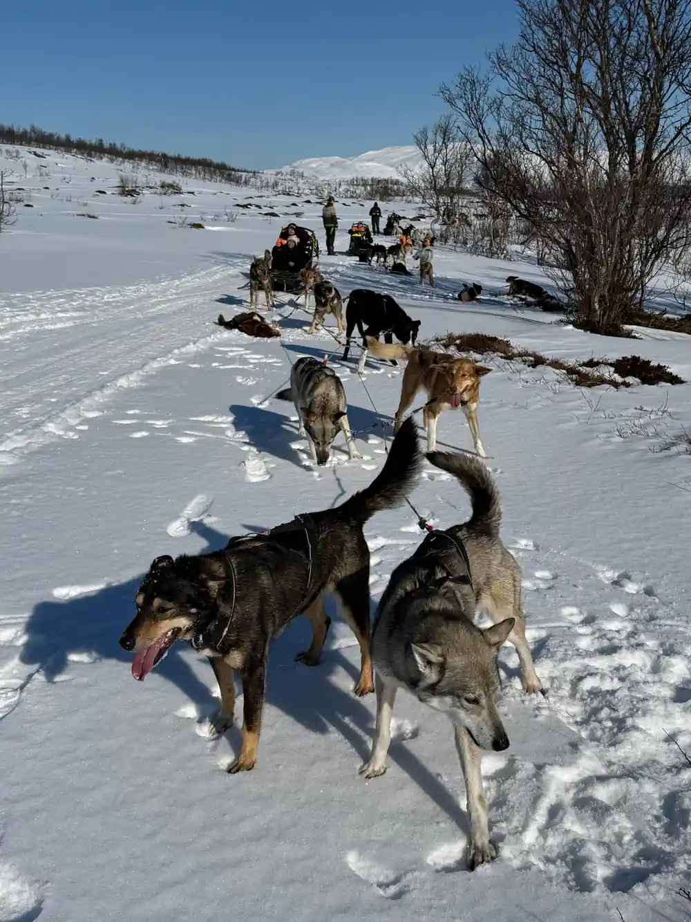 Dogs standing and stretching in harness, camp behind
