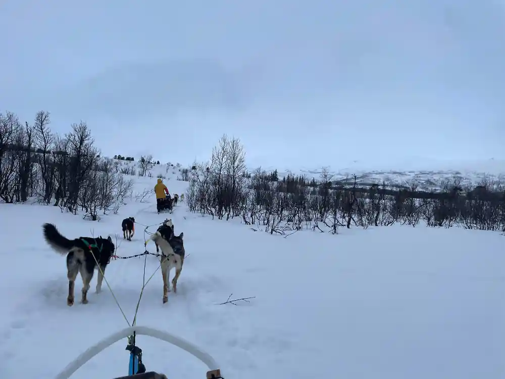 Dogs waiting in harness on the snow with birch scrub behind