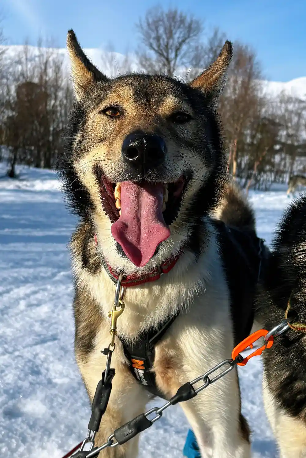 A grinning sled dog close to the lens, tongue out
