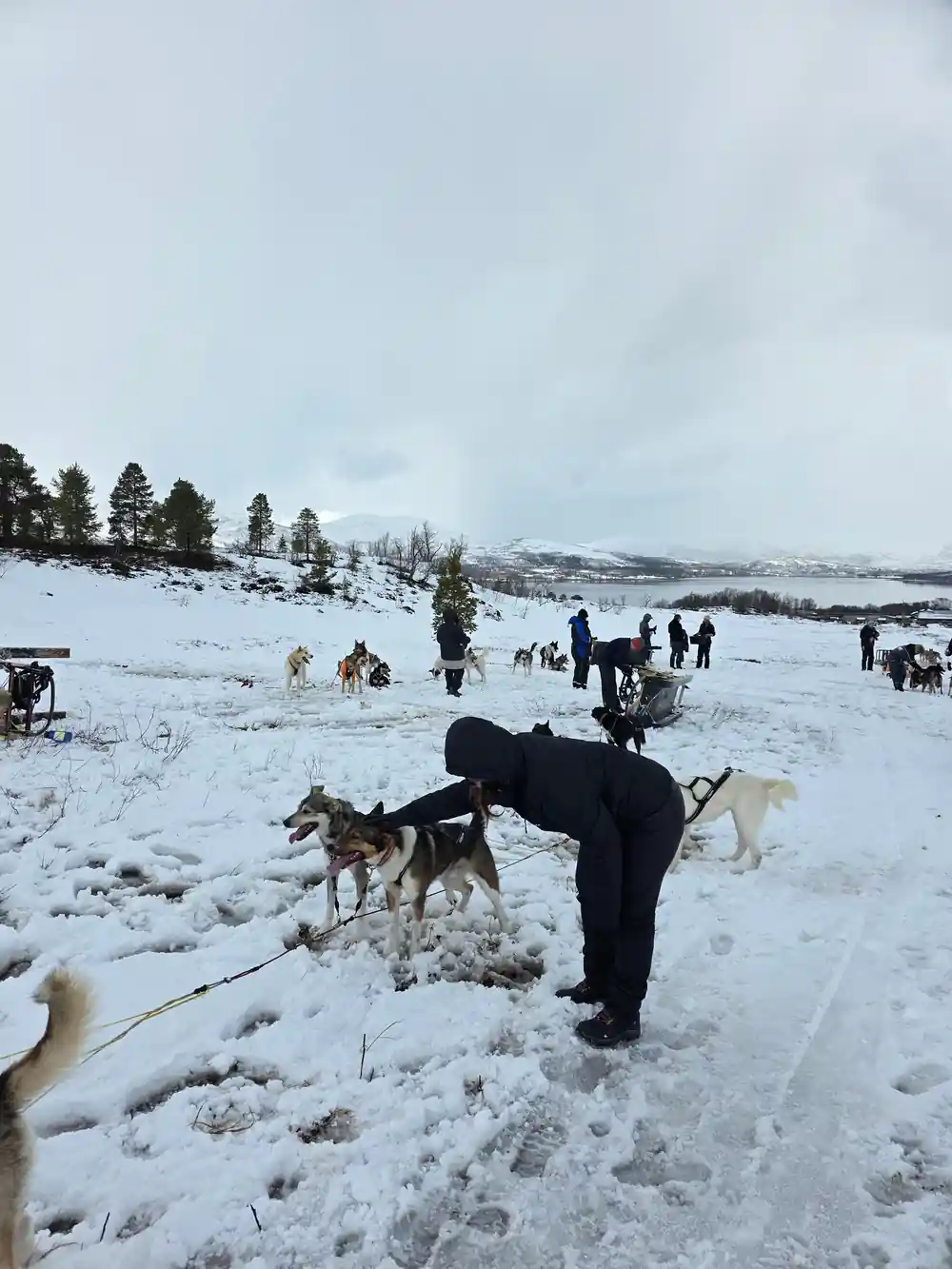 A handler bending between two dogs in the kennel yard