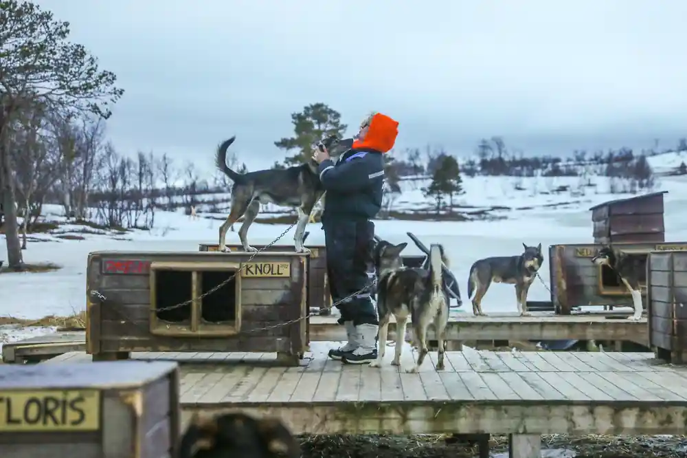 A handler on the kennel platform among dogs and wooden boxes