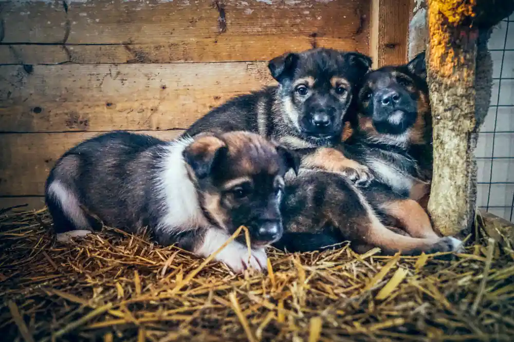 Husky puppies curled together on straw in a wooden box