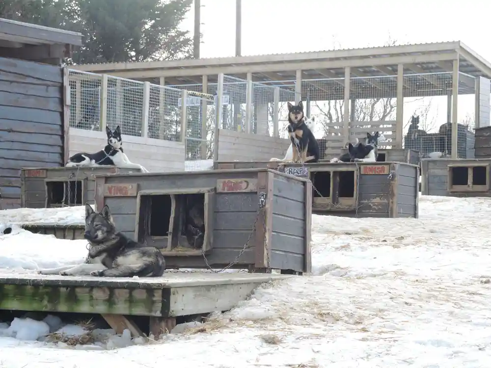 Kennel buildings and dog boxes with dogs resting on the roofs