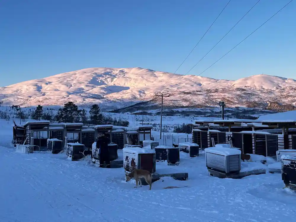 The kennel yard from above with rows of boxes and pink alpenglow peaks