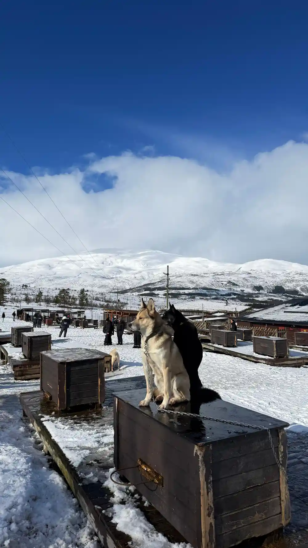 The kennel yard with rows of dog boxes and a dog sitting on top