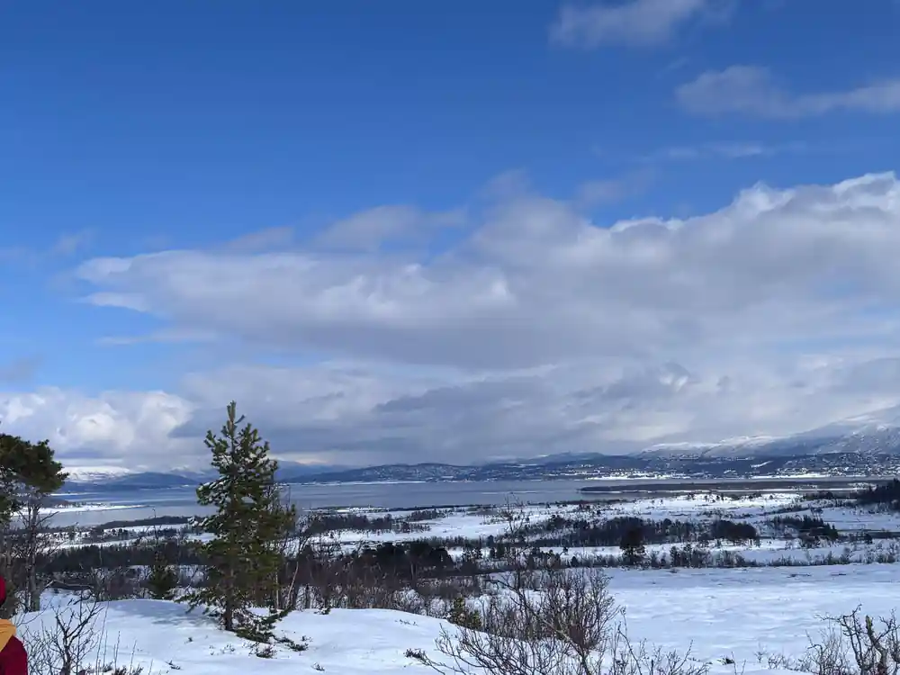 A lone pine on a snow slope above the fjord