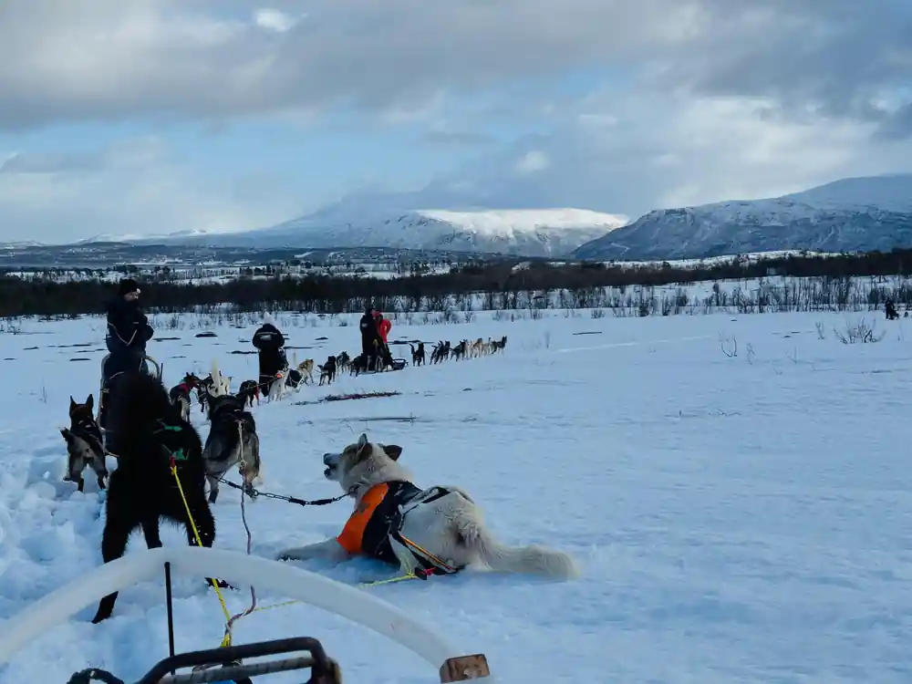 A long line of teams and sleds strung across the white plain