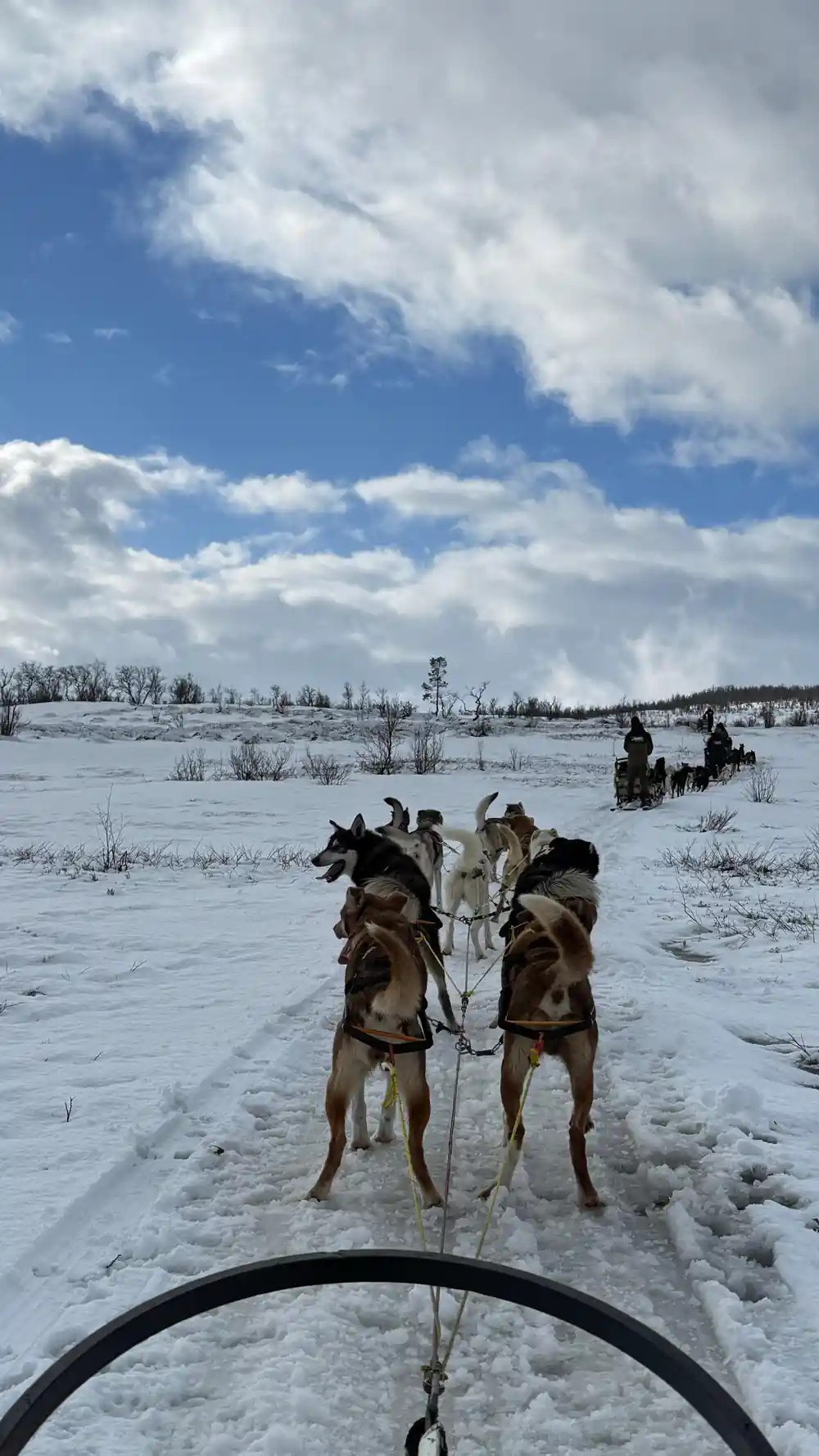 Looking down a harnessed team from the driver's position under a big sky
