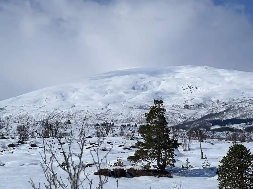 Mist over a snow-covered valley and scattered trees