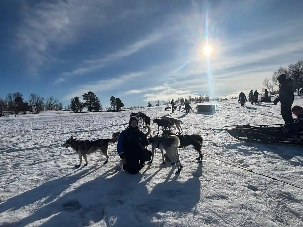 A musher kneeling among the dogs with the low sun flaring behind