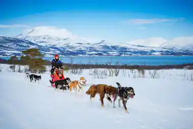 A musher and a wrapped passenger behind a running team, fjord and peaks beyond