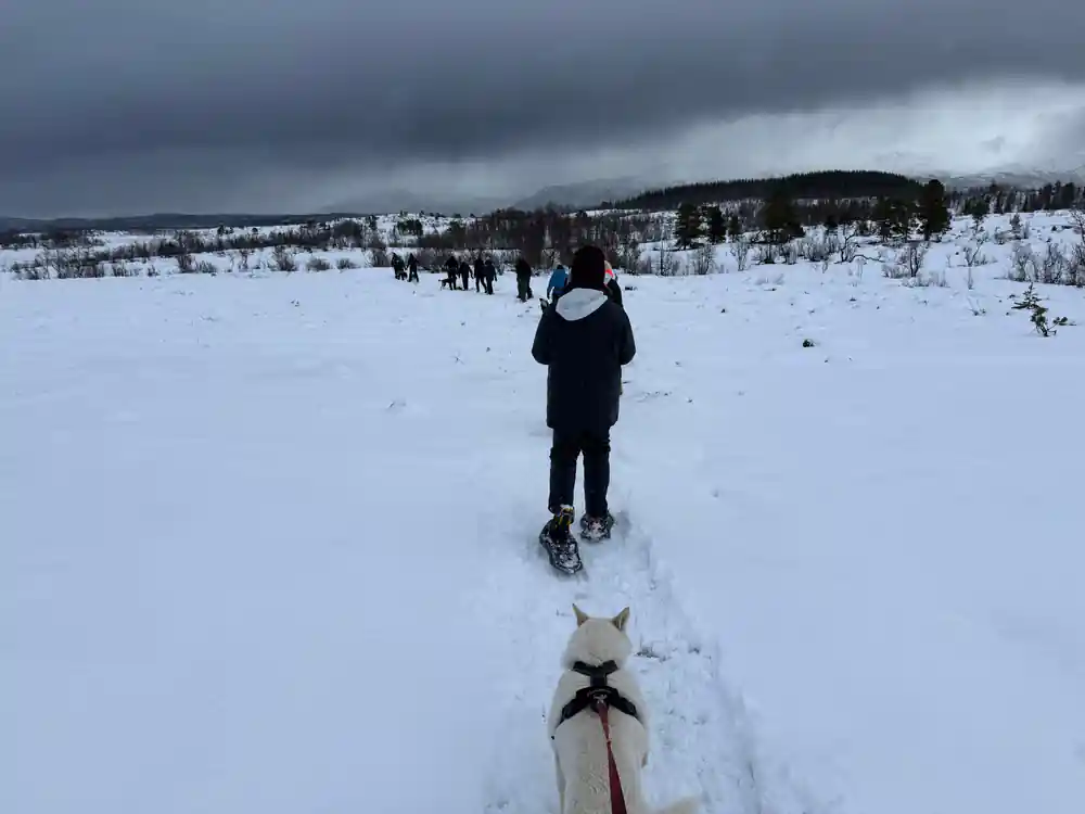 A person walking ahead of the sled with a dog watching
