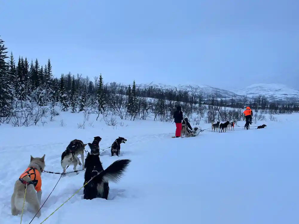 A resting team on the snow with sleds and people beyond
