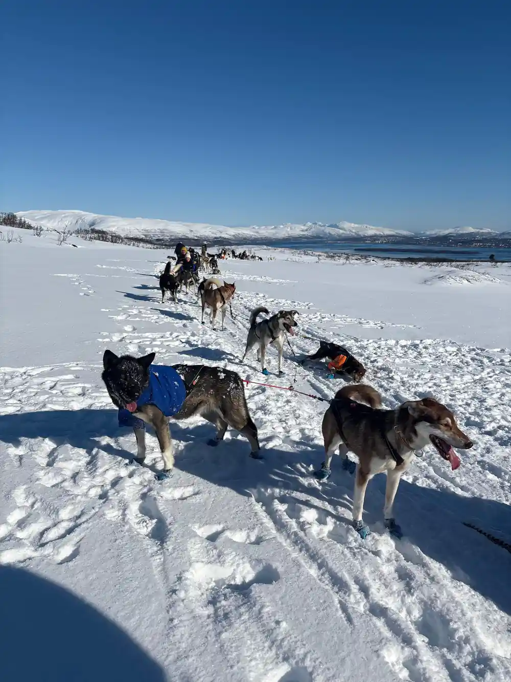 A team pulling towards the camera across open snow