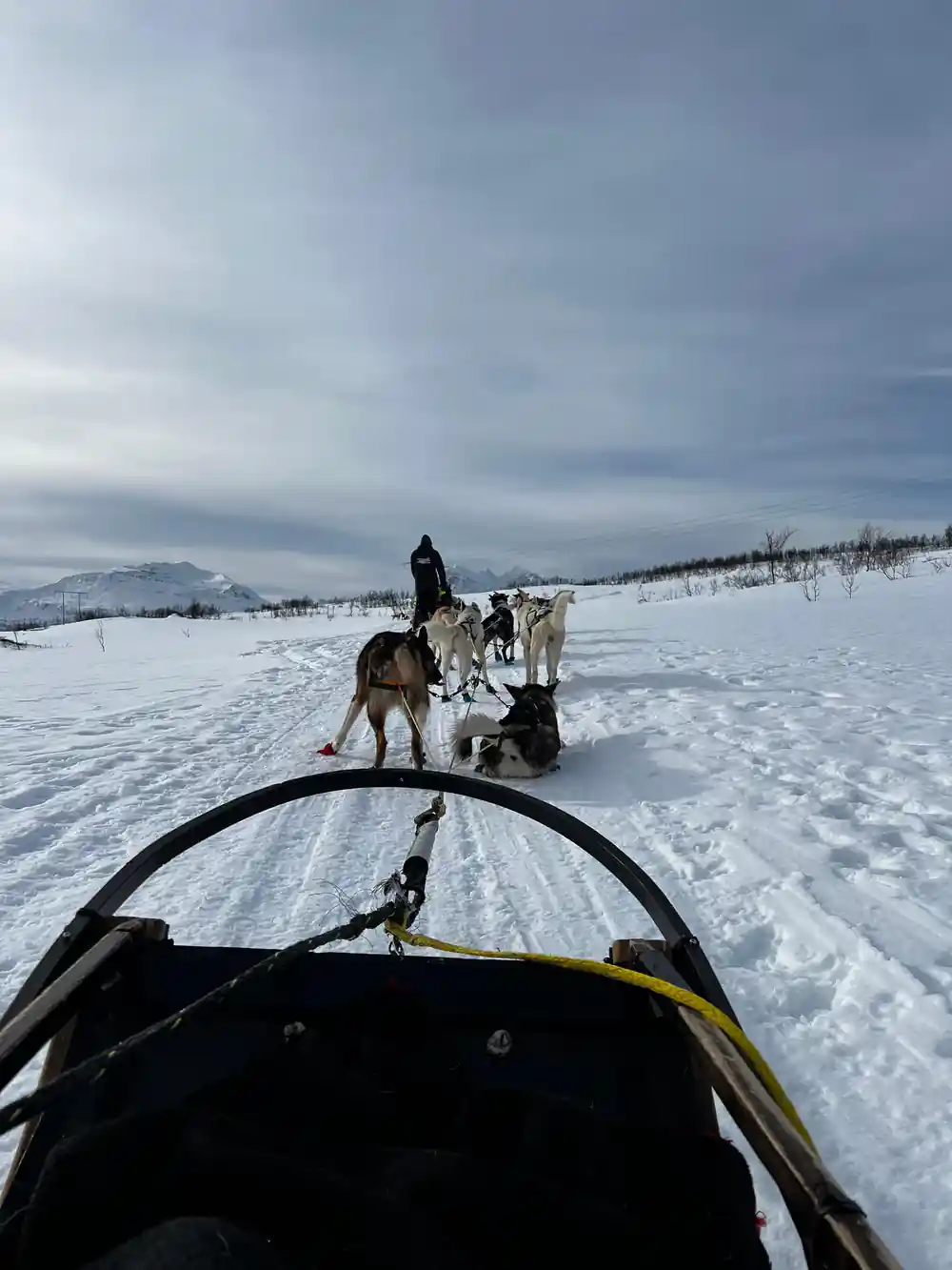 A team running ahead under a heavy grey sky, seen from the sled