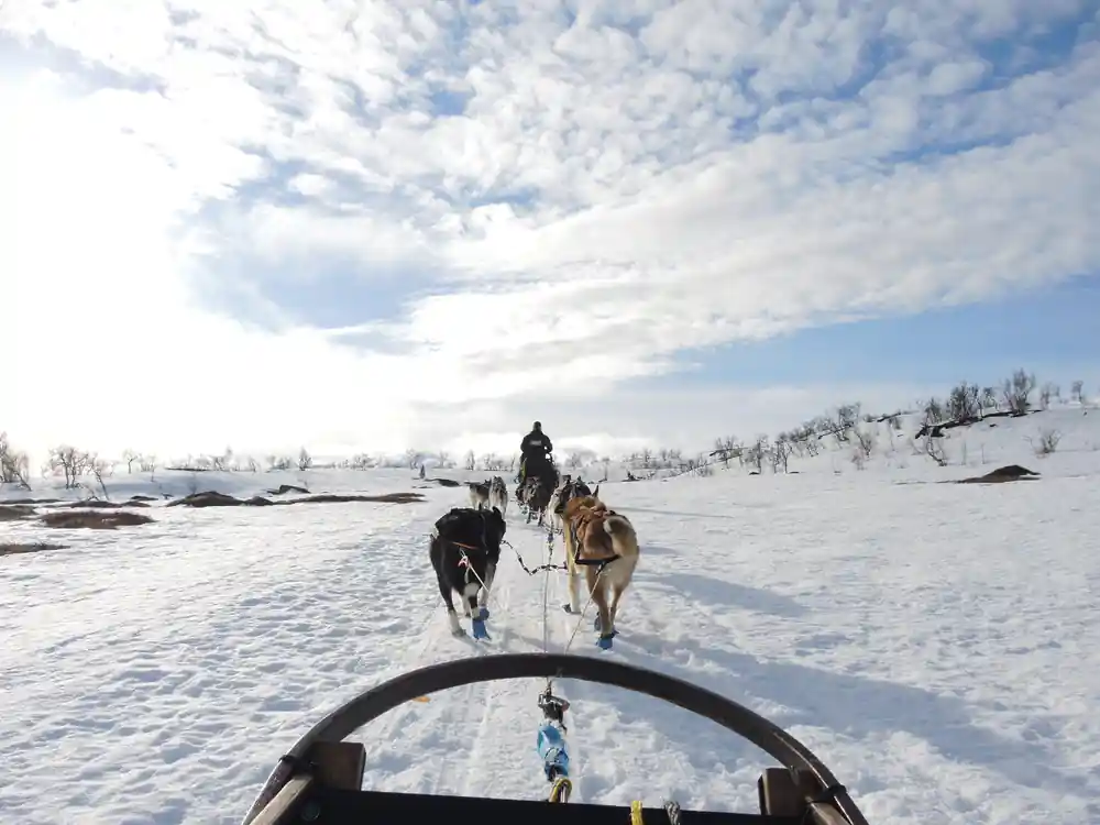 The team seen from the sled, running away up the trail