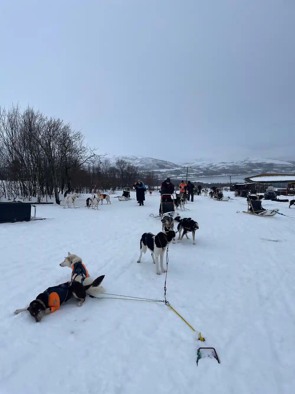 Teams and sleds gathered at the trailhead with handlers moving between them