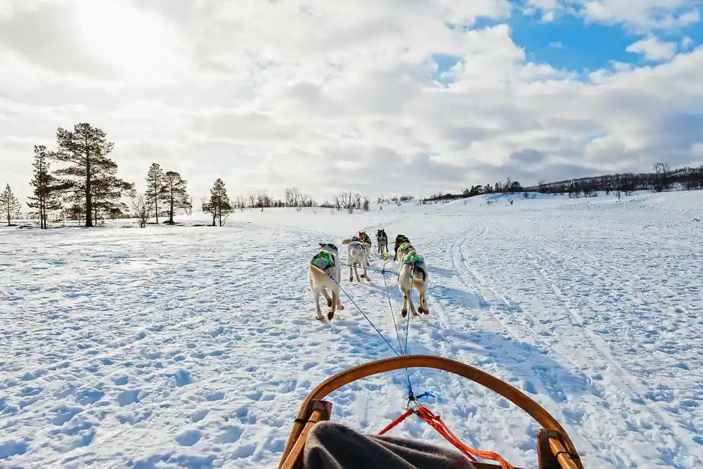 The trail ahead over the sled's handlebar, the team running out in front