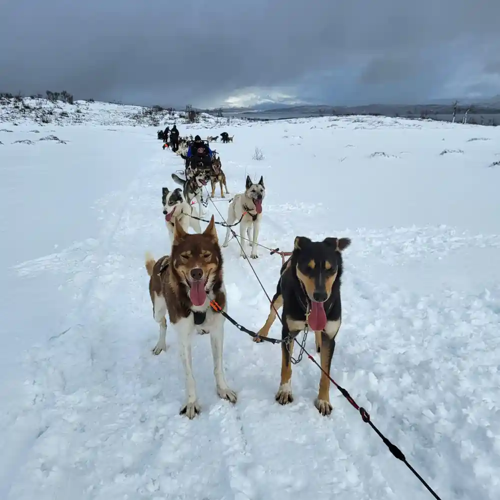 Two dogs in harness close to the camera with the team behind