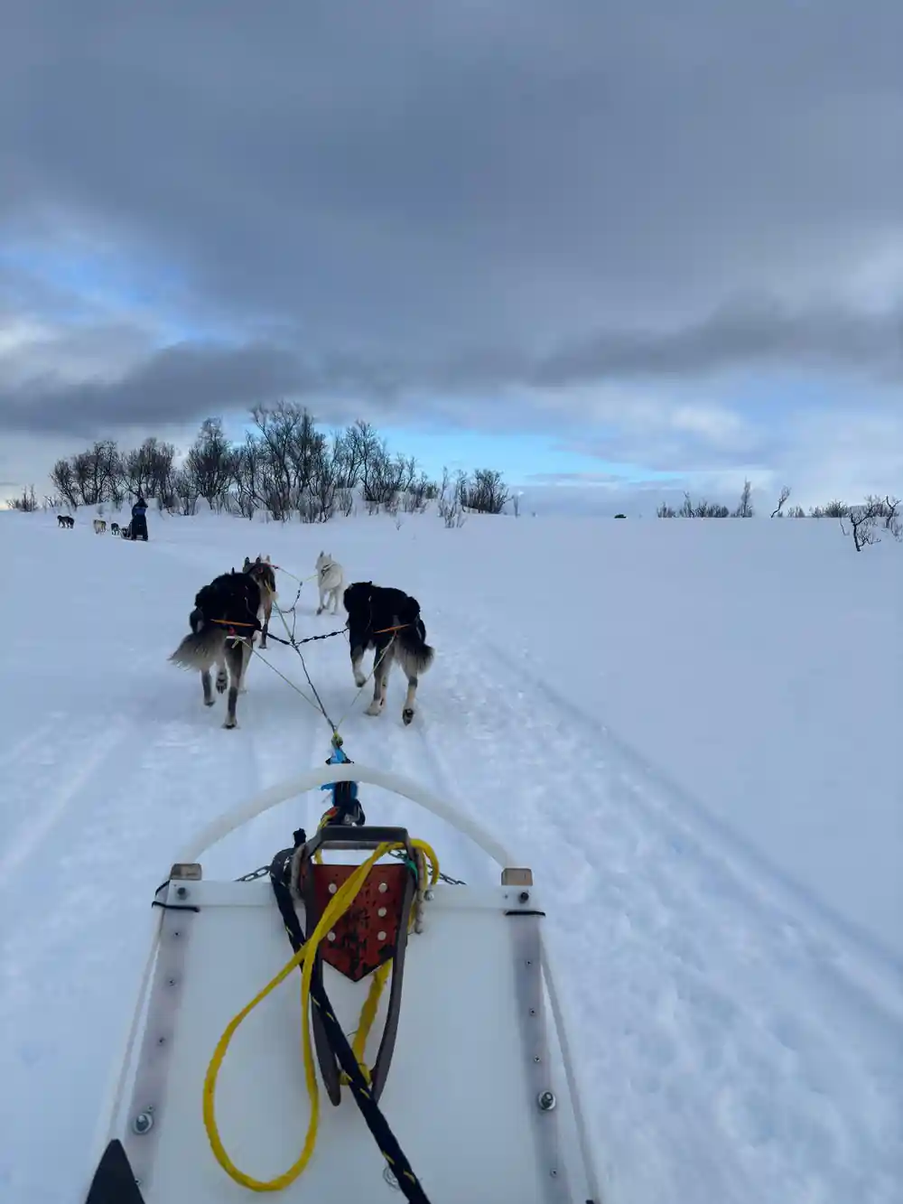 Two dogs pulling directly ahead, seen from the sled