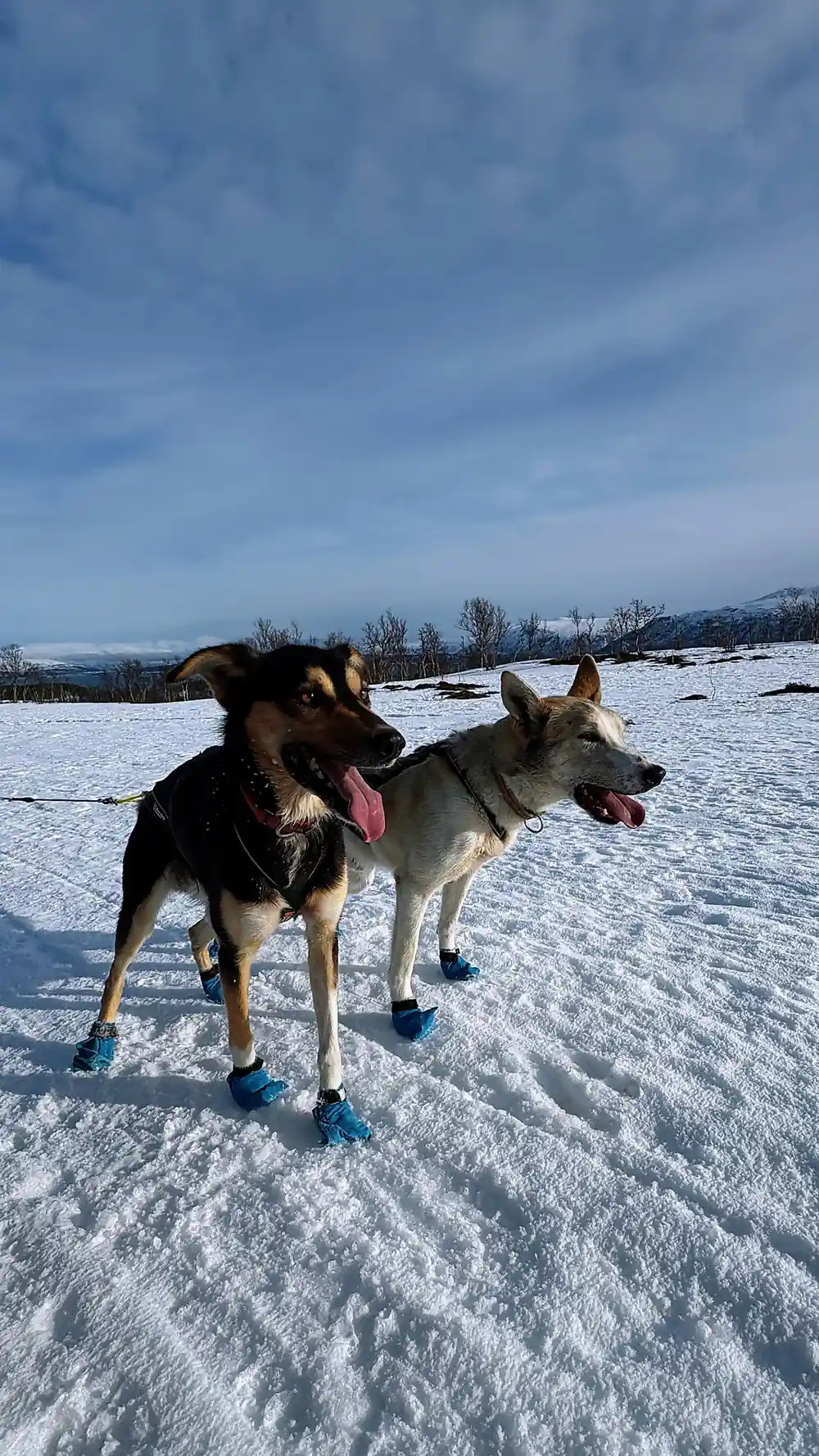 Two dogs standing together in the snow in their bootees