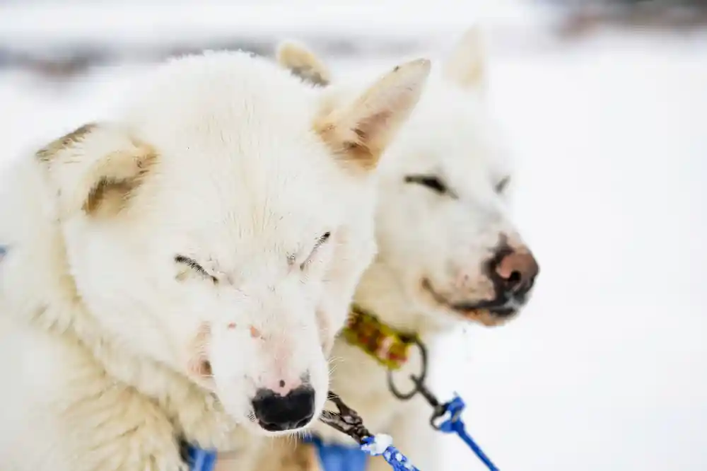 Two pale sled dogs side by side in harness