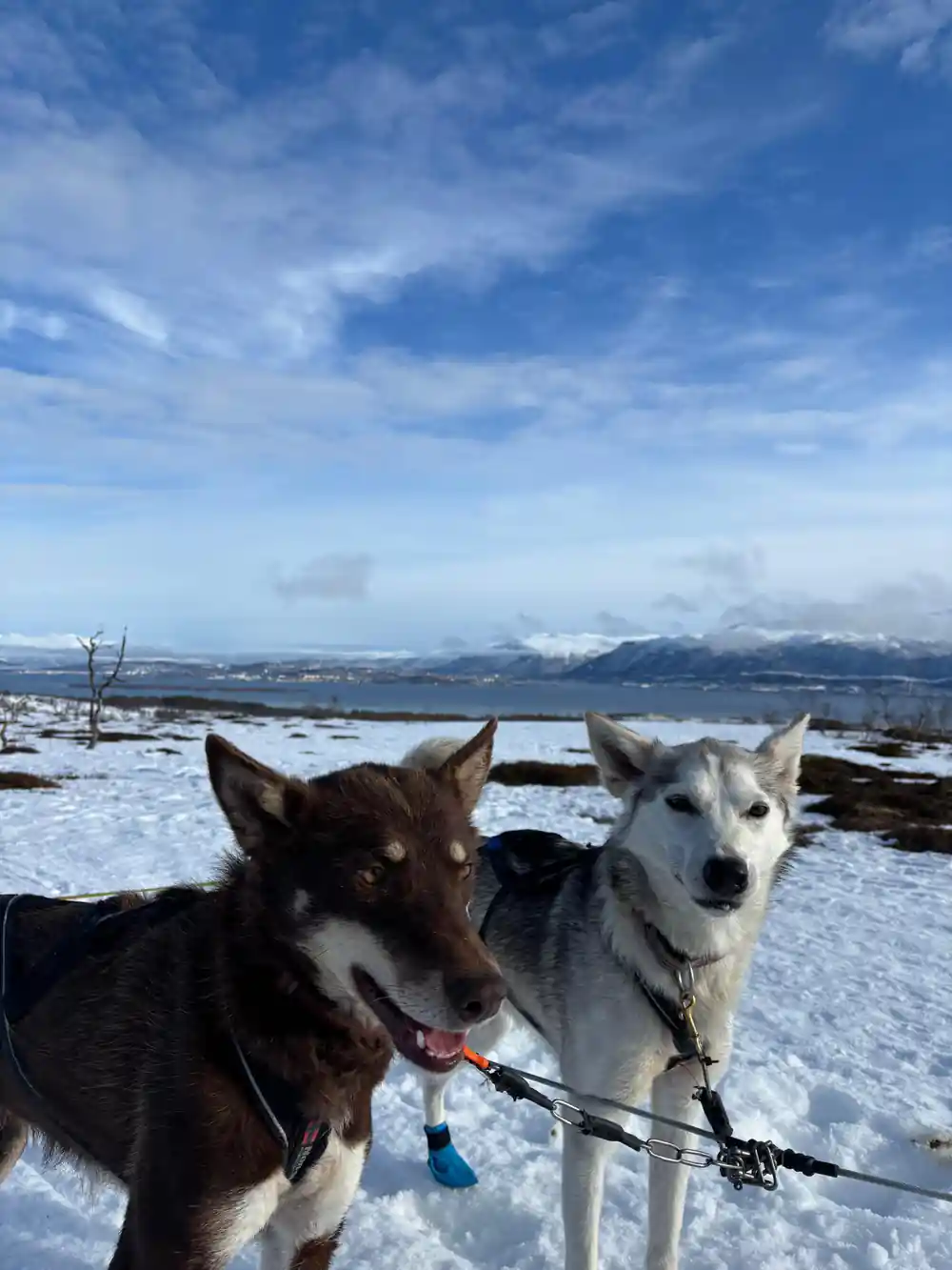 Two sled dogs close up with the fjord behind them