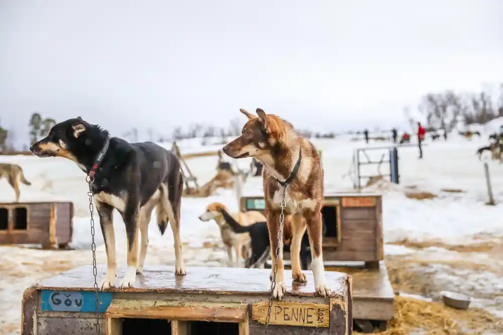 Two sled dogs standing on their kennel boxes, one box named Penne